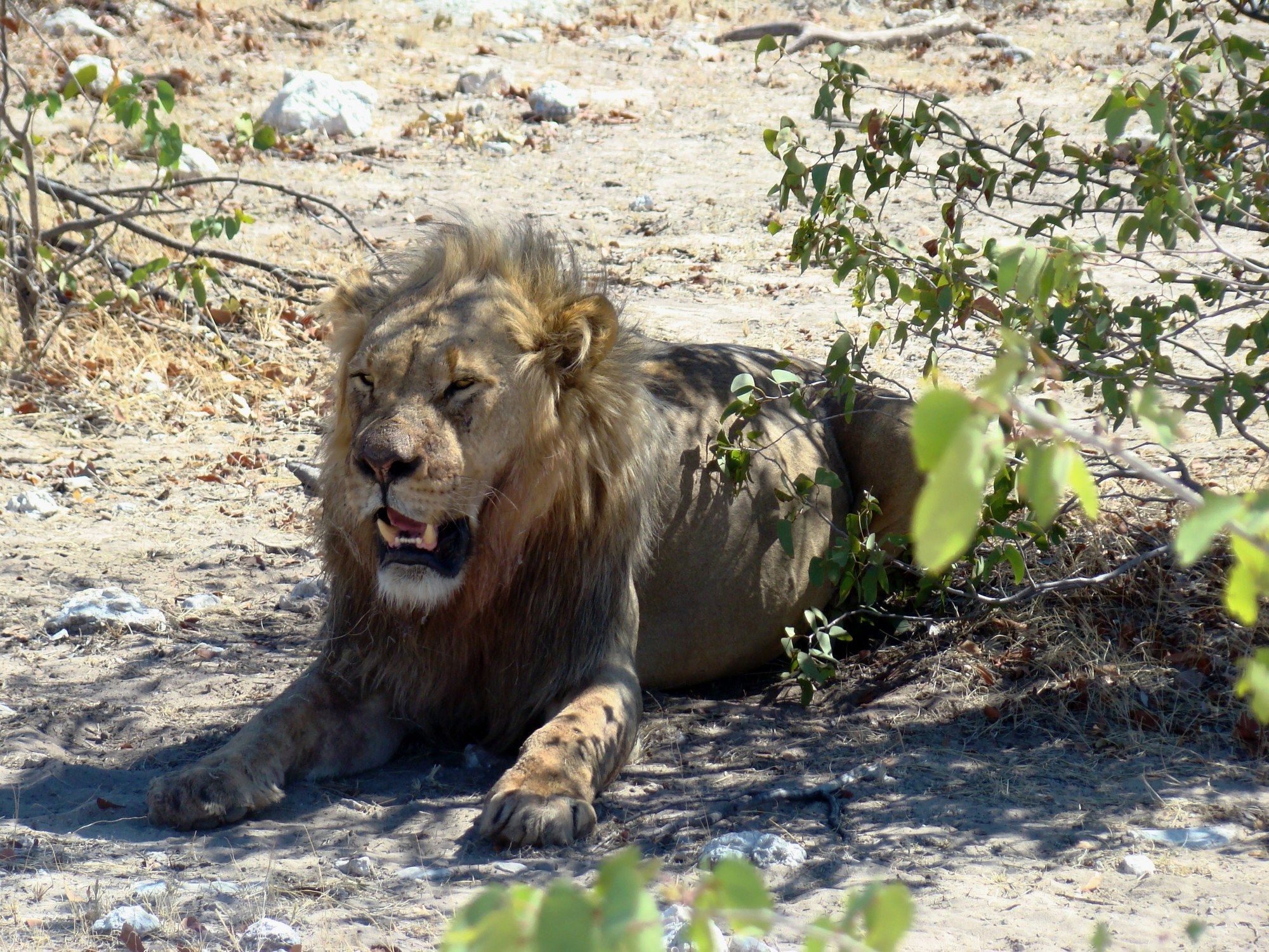 Gondwana Etosha Safari Lodge Okaukuejo Exteriör bild